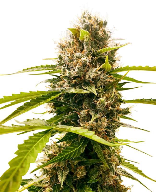 Sensi Seeds Mandarine Punch Fem. 3St.