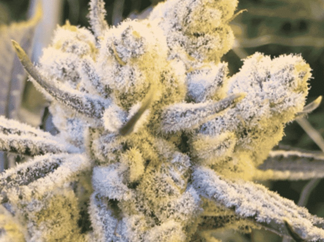 In House Genetics Sugar Cane Fem 3St.