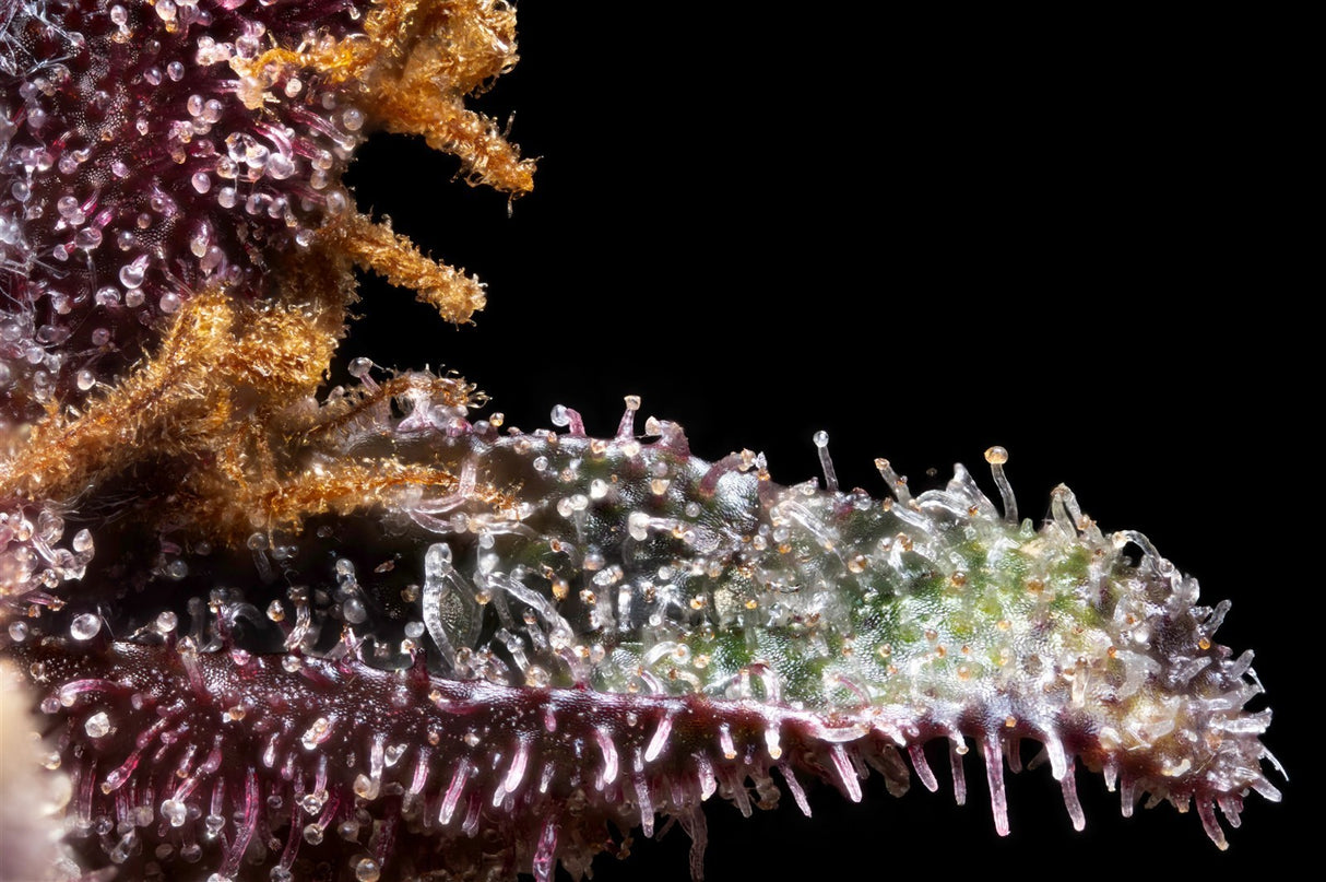 Kannabia Hightere Kirsche Fem.