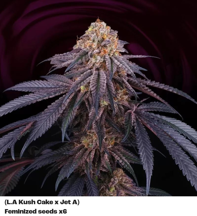 Perfect Tree Chantilly X6 Fem 6St.