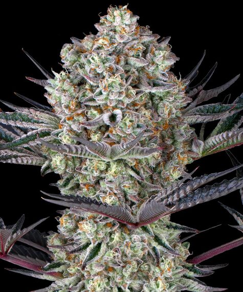 Barneys Farm DOS SI DOS 33 Fem 3St.