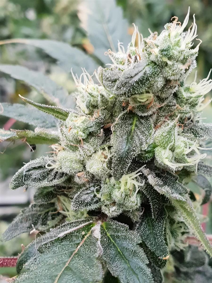 Paradise Seeds Lemonade Auto Fem 3St.