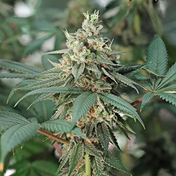 Royal Queen Seeds Fat Banana USA Premium Fem. 3St.