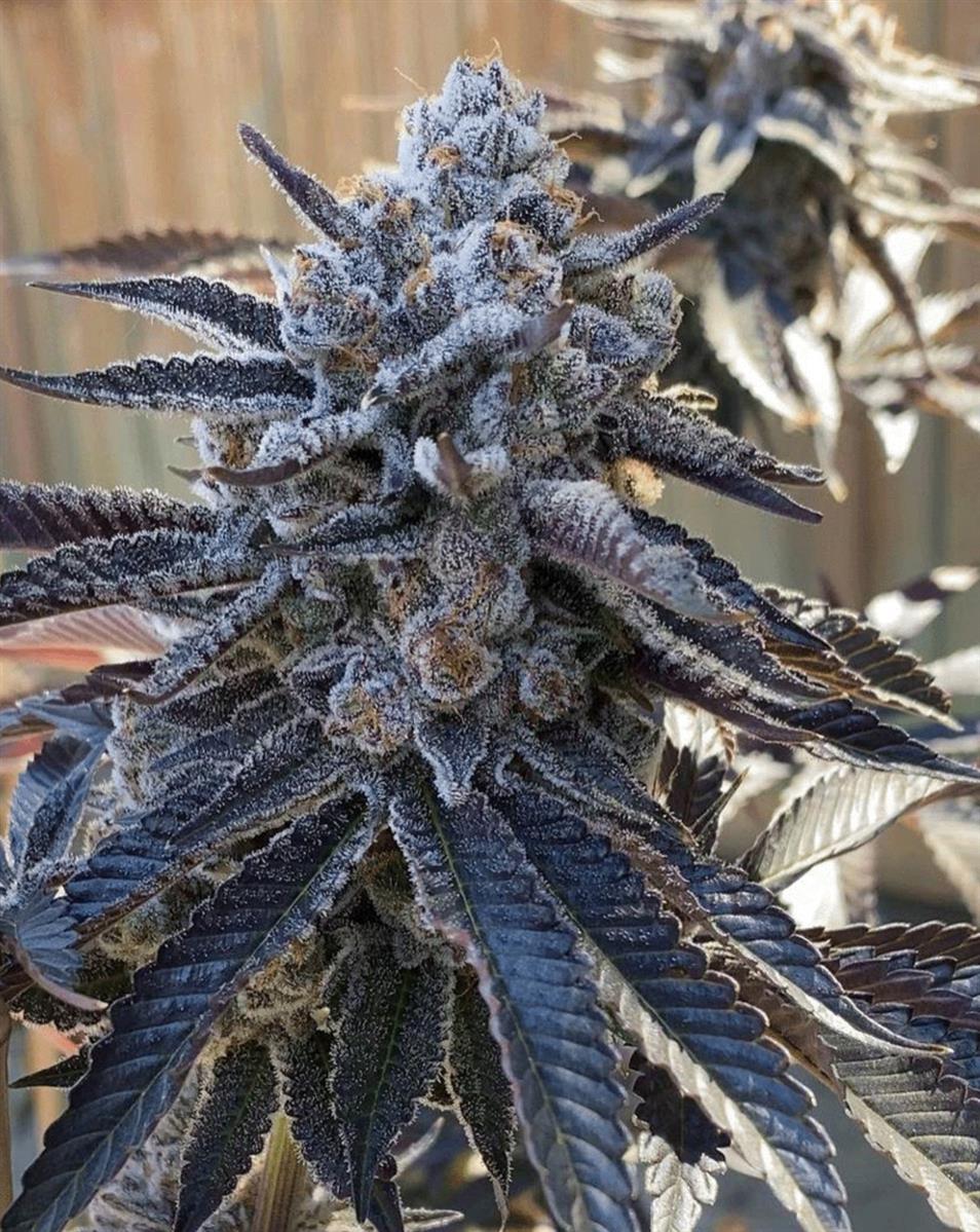 Solfire Gardens Bahama Berry Fem 3St.