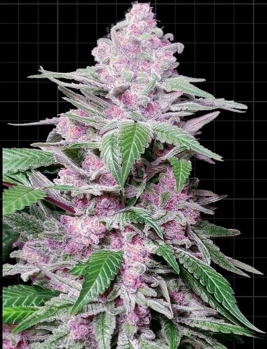 Sensi Seeds Purple Cookie Kush Fem. 3St.