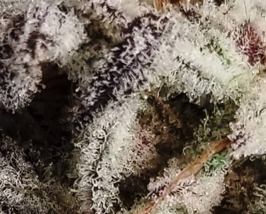 In House Genetics Frozen Grapes Fem 3St.