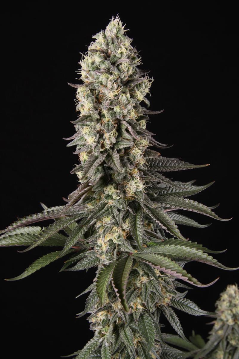Paradise Seeds El Dorado OG Fem 3St.