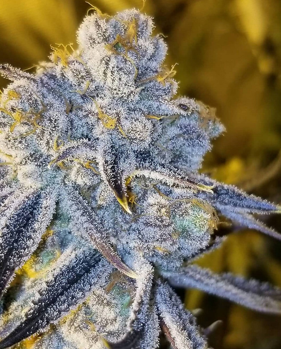 In House Genetics Sugar Cane Fem 3St.