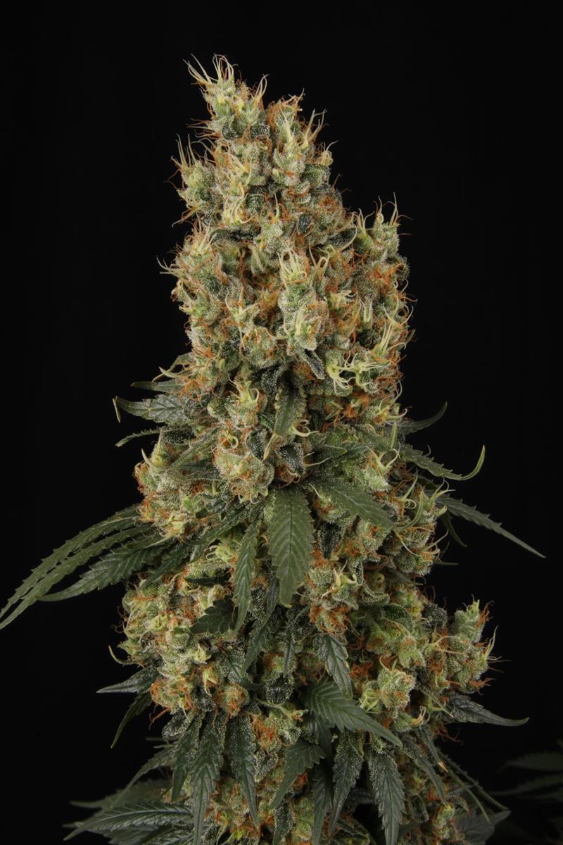 Paradise Seeds Mendocino Skunk Fem 3St.