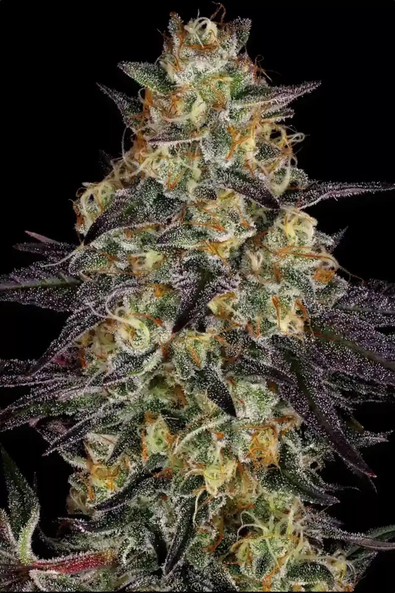 Paradise Seeds El Dorado OG Fem 3St.