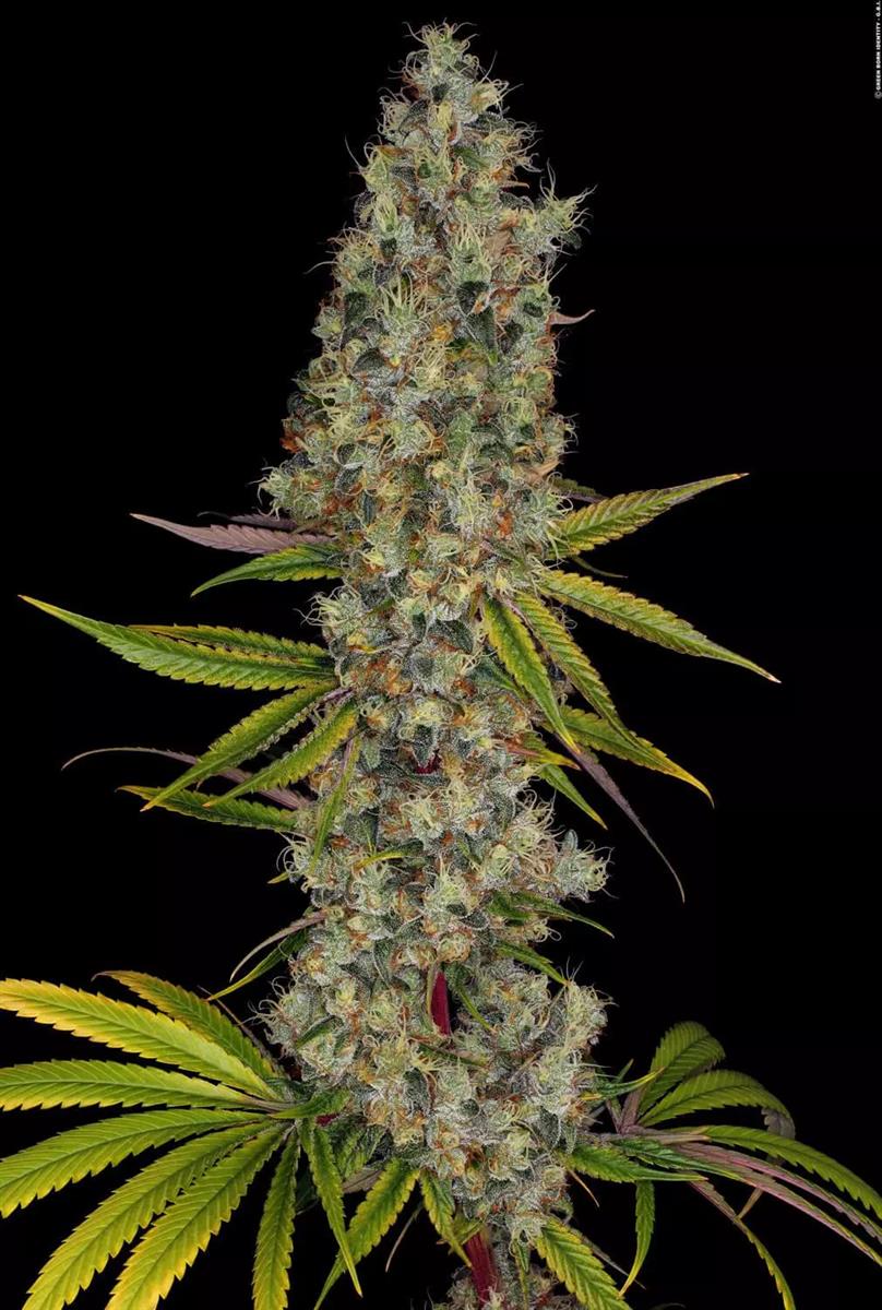 Paradise Seeds Rainbow Road Fem 3St.