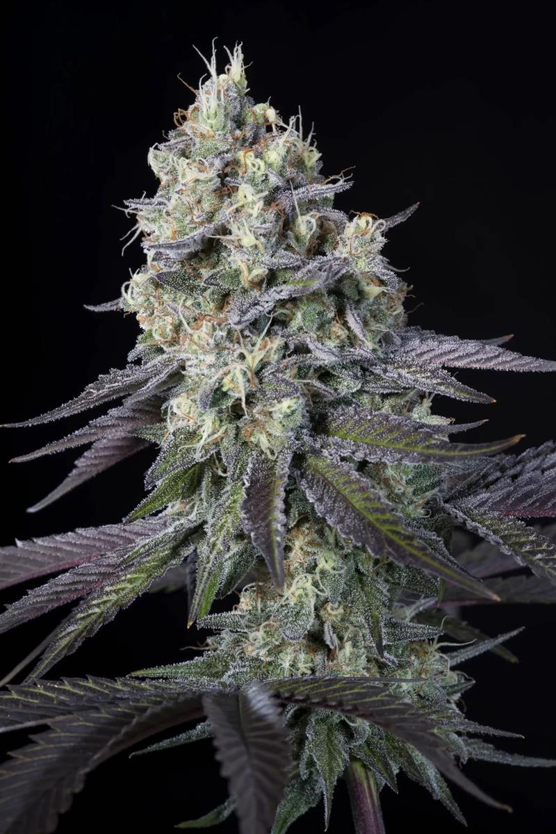Paradise Seeds Purple Mints Fem 3St.