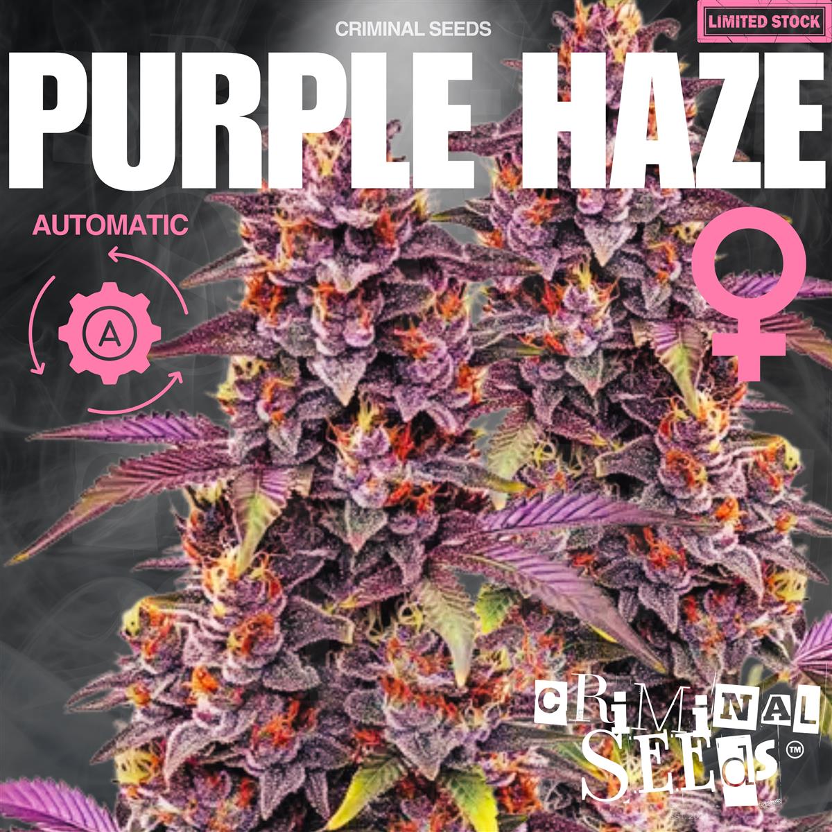 Criminal Seeds Purple Haze Auto Fem 3St.