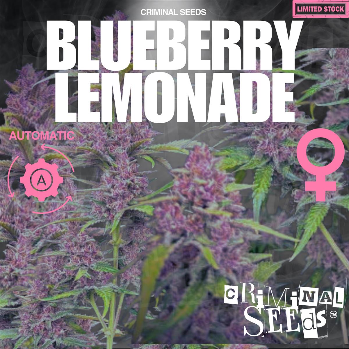 Criminal Seeds Blueberry Lemonade Auto Fem 3St.
