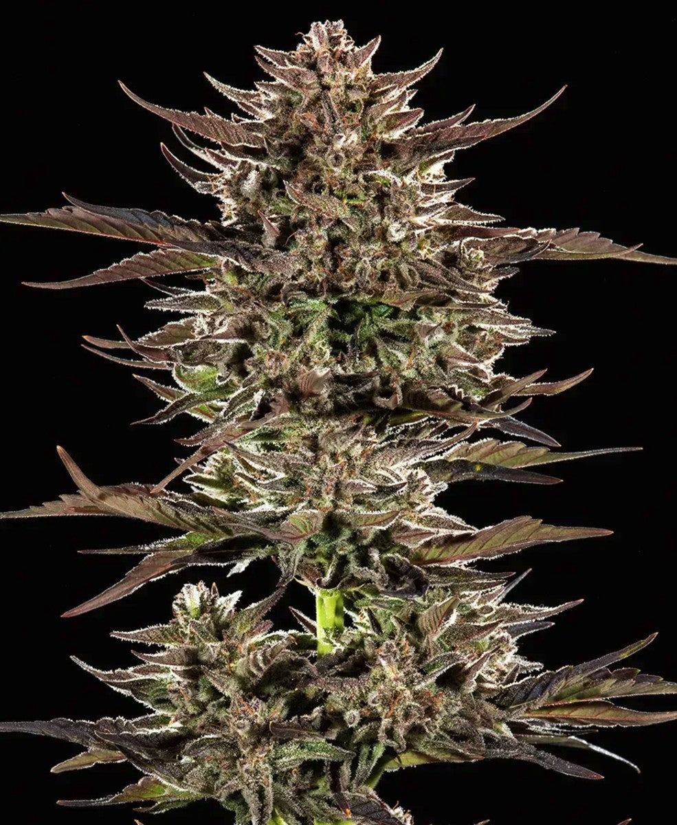 Barneys Farm Frosted Zinn x 3 Bears OG Auto Fem 3St.