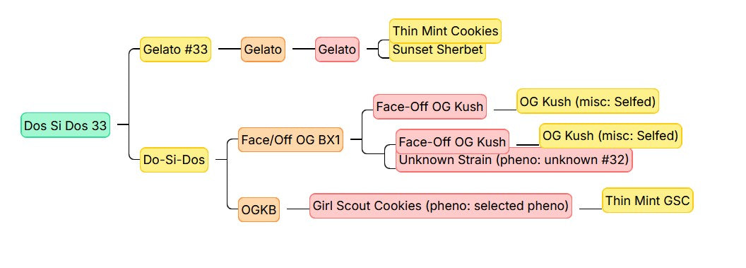 Barneys Farm DOS SI DOS 33 Fem 3St.