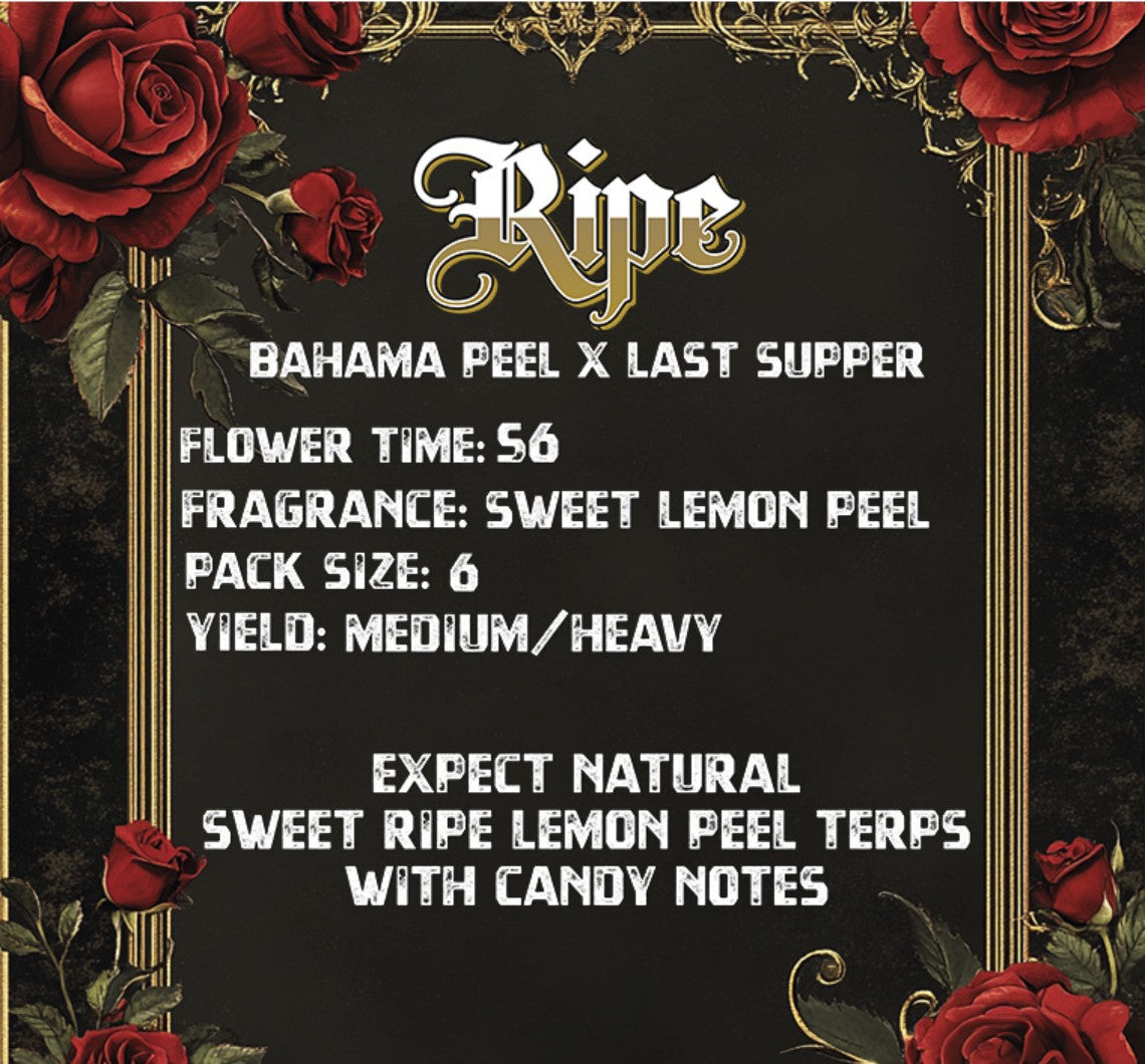 Solfire Gardens Ripe Fem 6St.