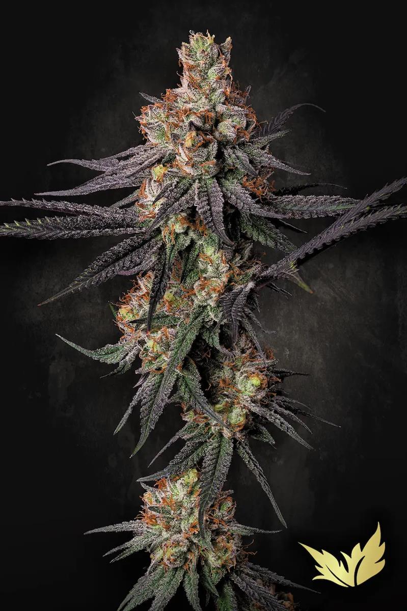 Paradise Seeds Gulupa Fem 3St.