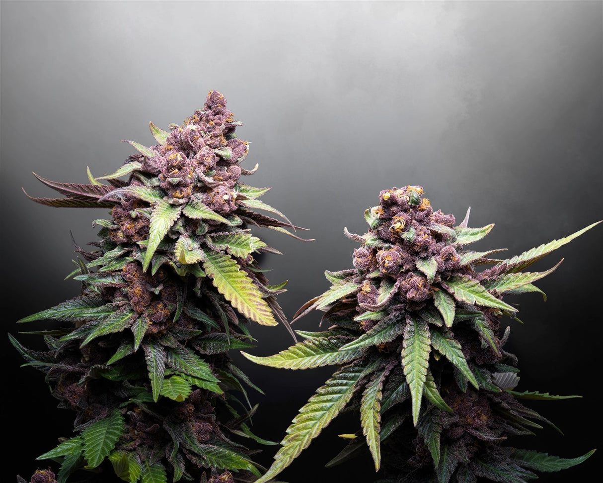 Kannabia Hightere Kirsche Fem.