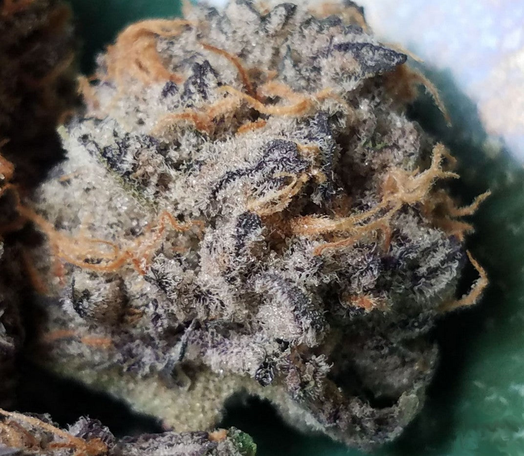 In House Genetics Dolato S1