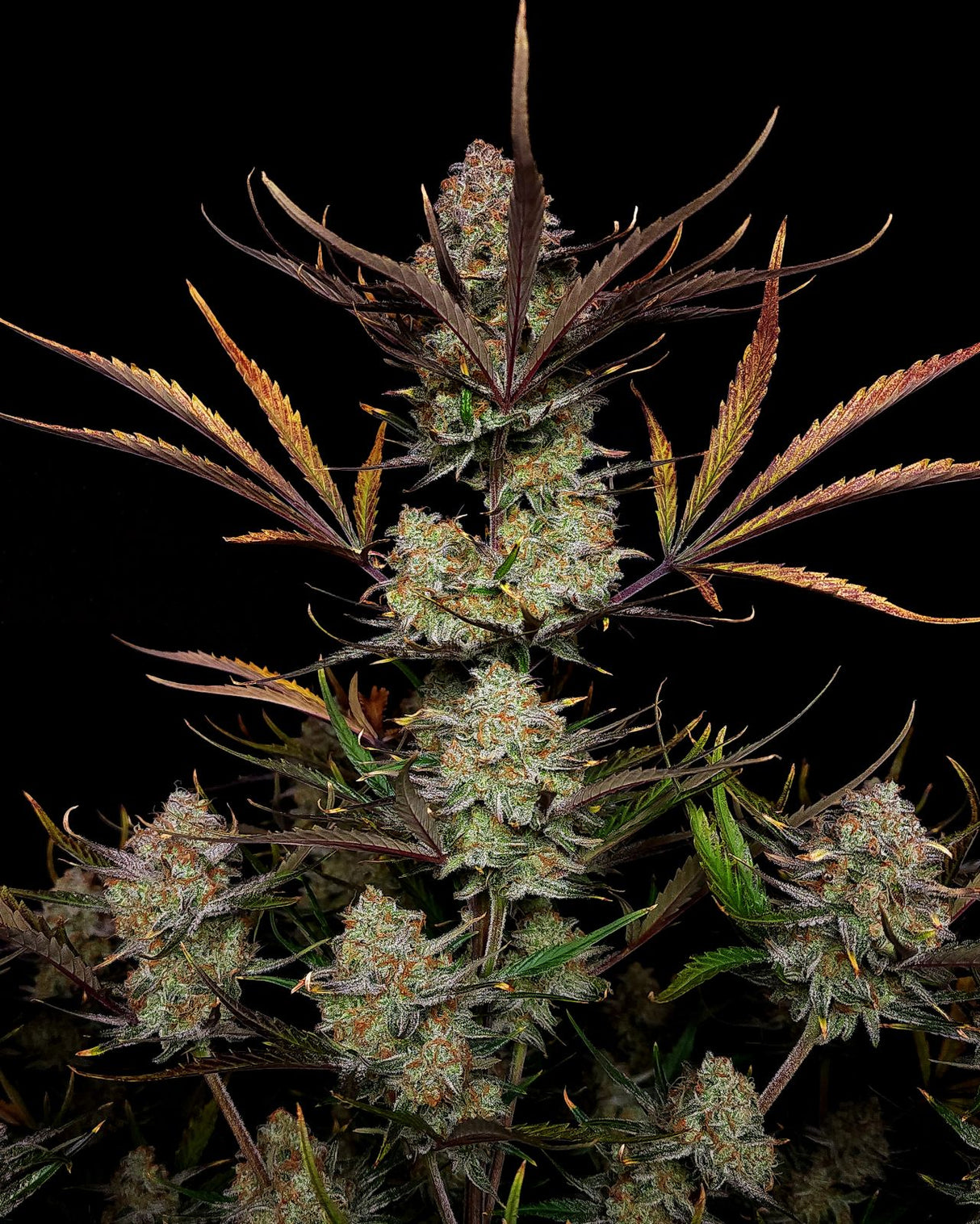 Fast Buds Apple Strudel Auto Fem 3St.