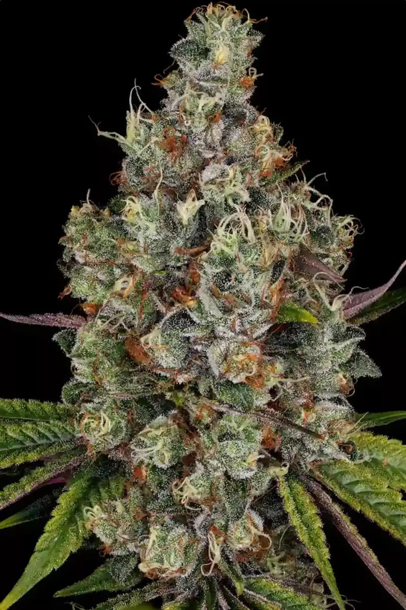Paradise Seeds Rainbow Road Fem 3St.