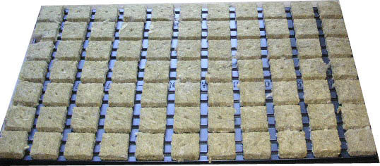 Steinwollwürfel im Tray 4x4cm 77 Stück