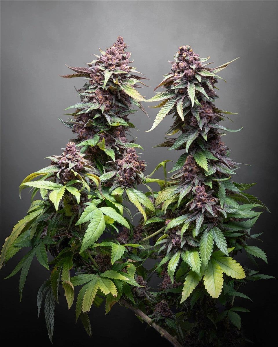 Kannabia Hightere Kirsche Fem. 3+1St.