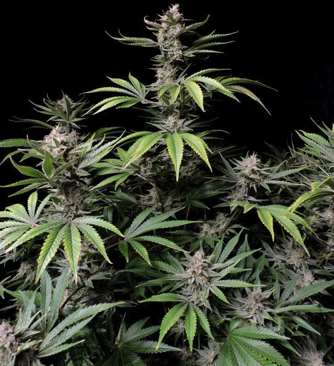 Fast Buds Cherry Cola Auto Fem 3St.