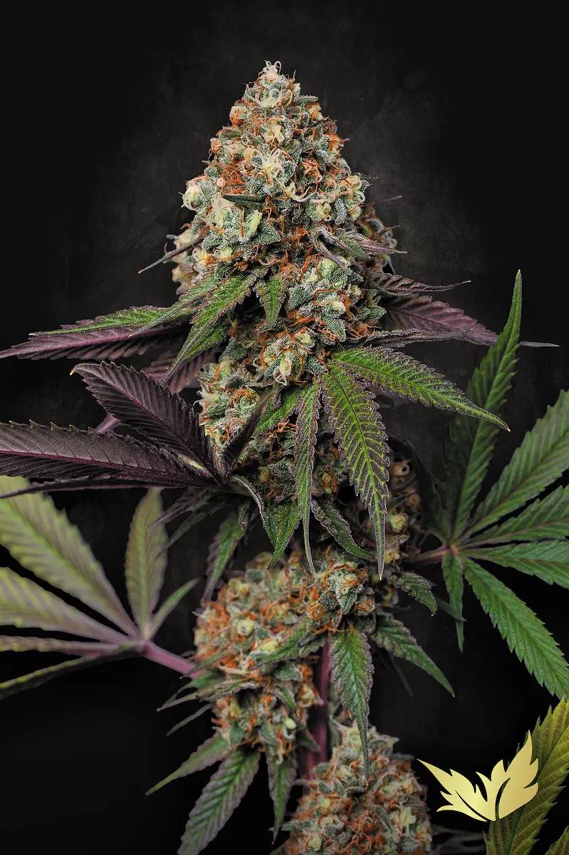 Paradise Seeds Caramba Fem 3St.
