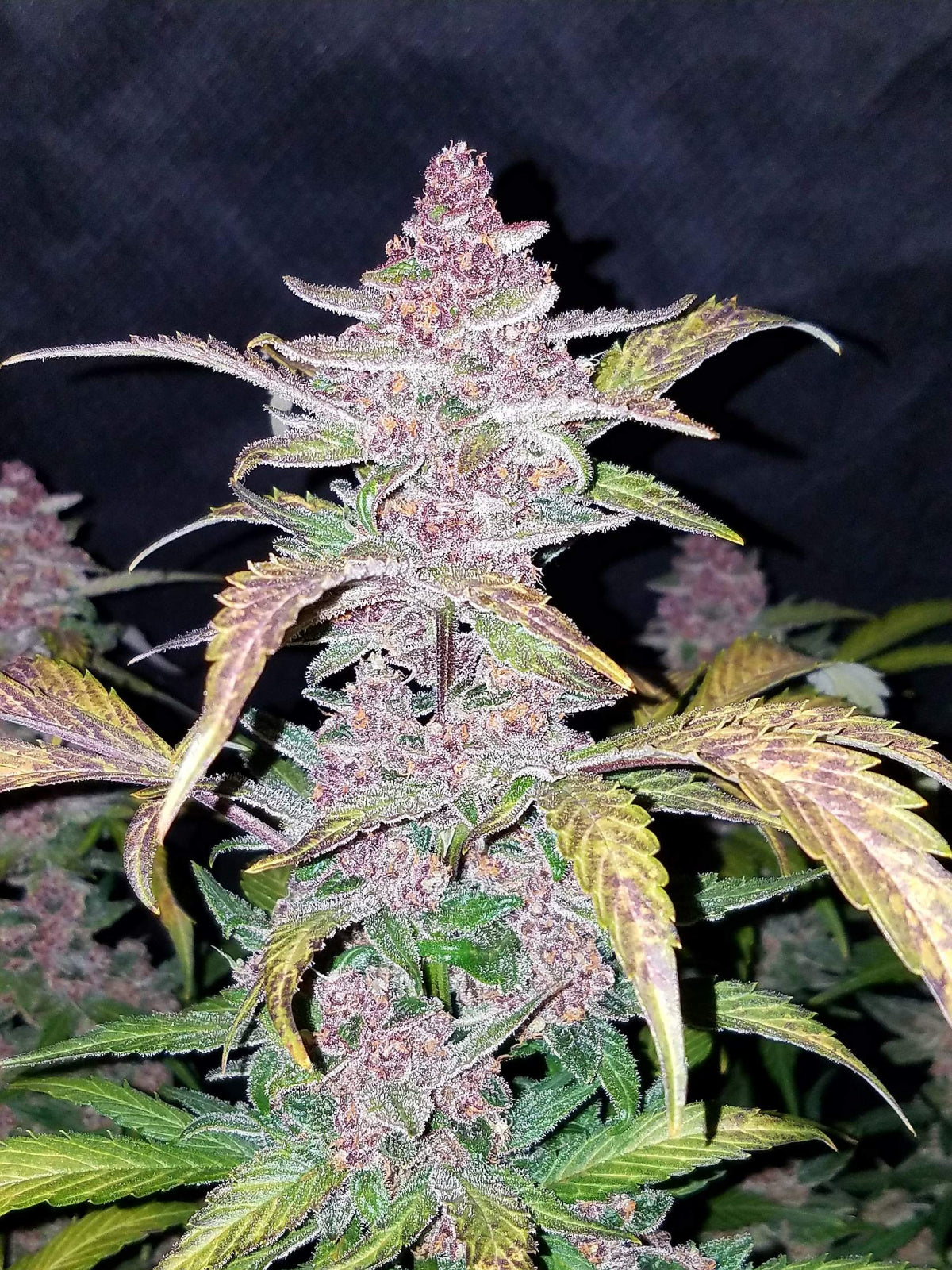 Fast Buds Blackberry Auto Fem 3St.