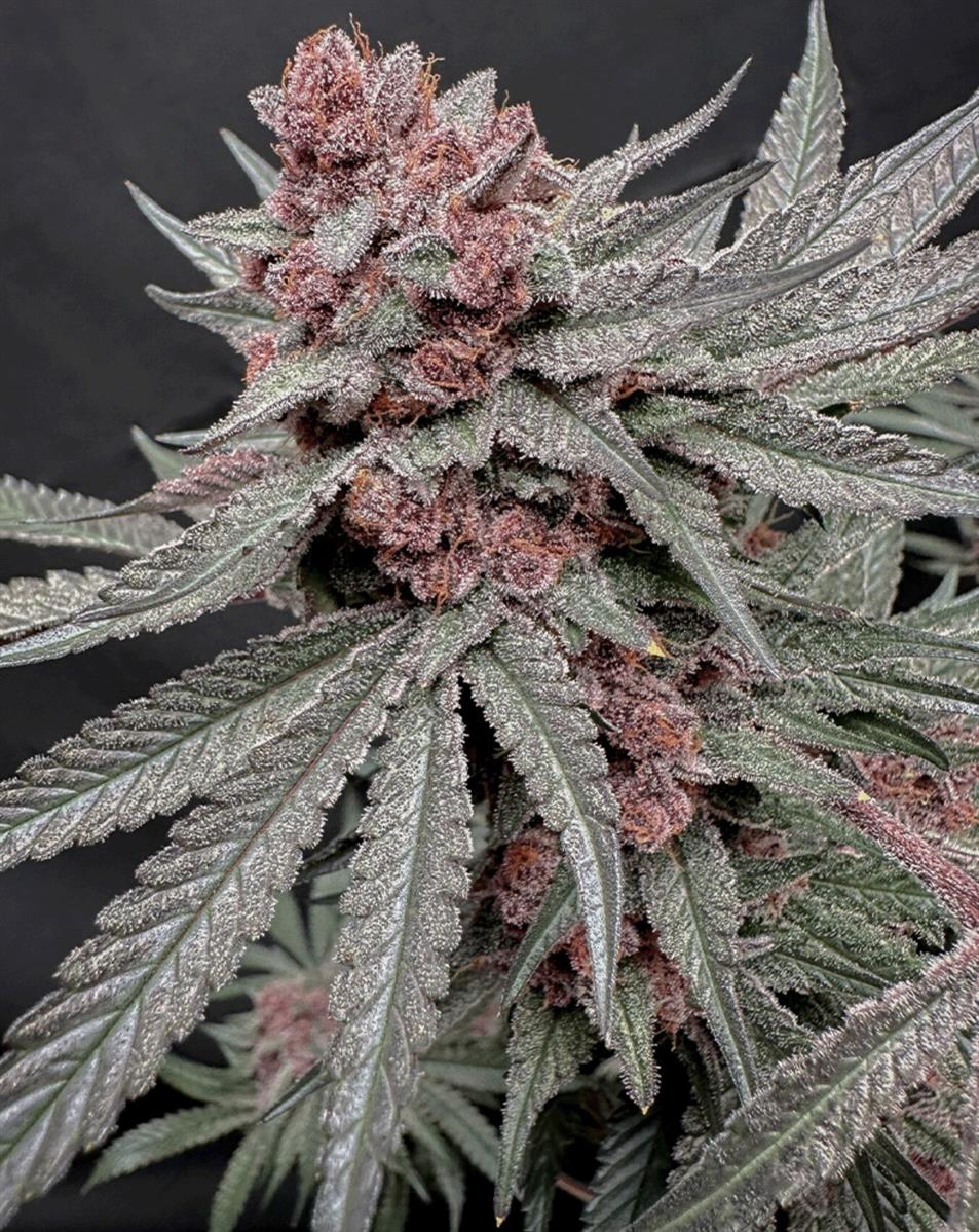 Solfire Gardens Terpgasm Fem 3St.