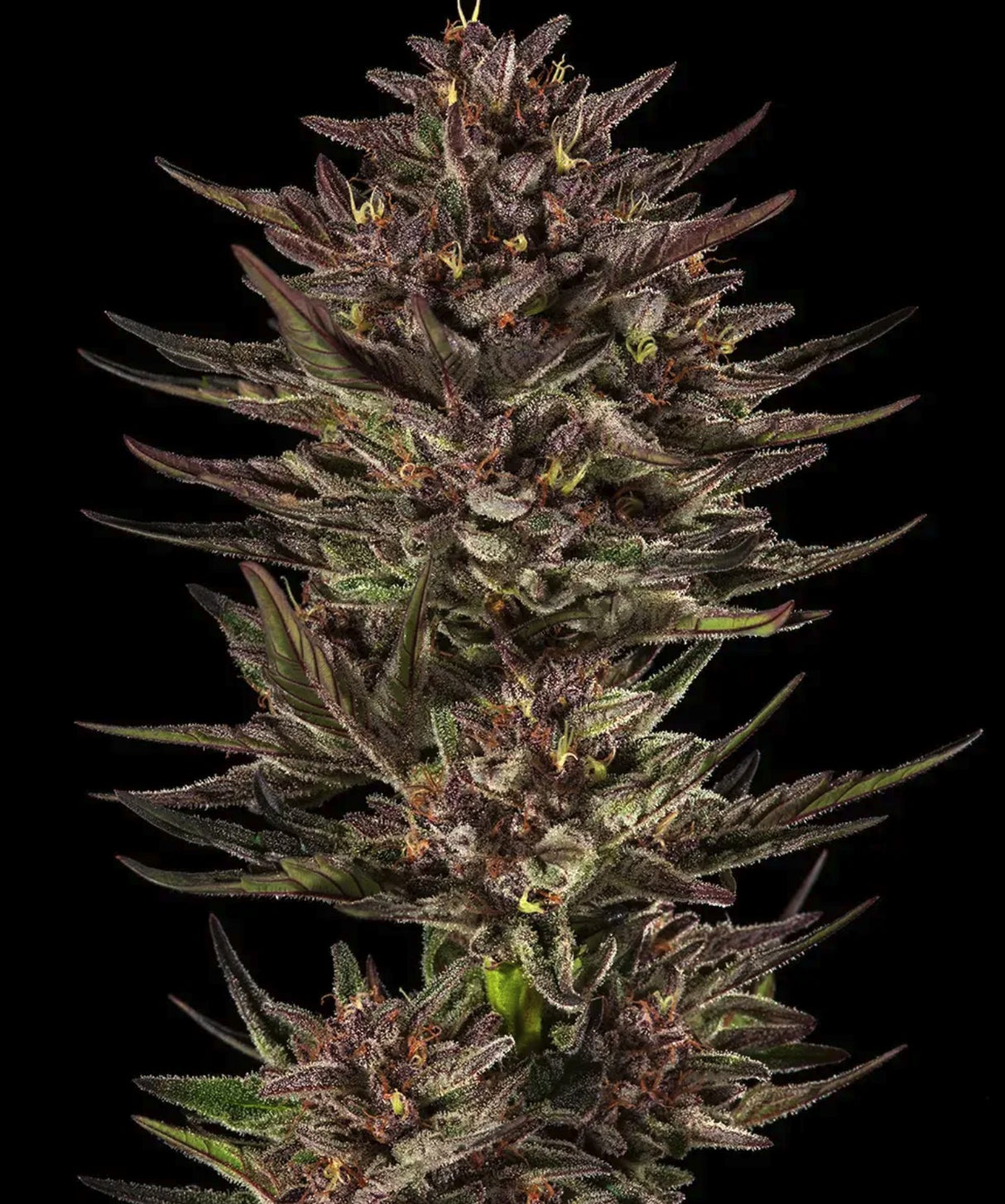 Barneys Farm Frosted Zinn x Cookie Dog Auto Fem 3 St.