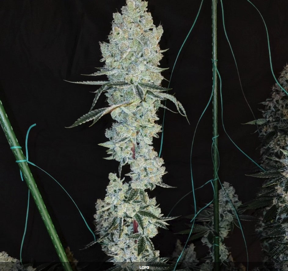 Ethos Lemon Cherry Pie R1 Fem 5St.