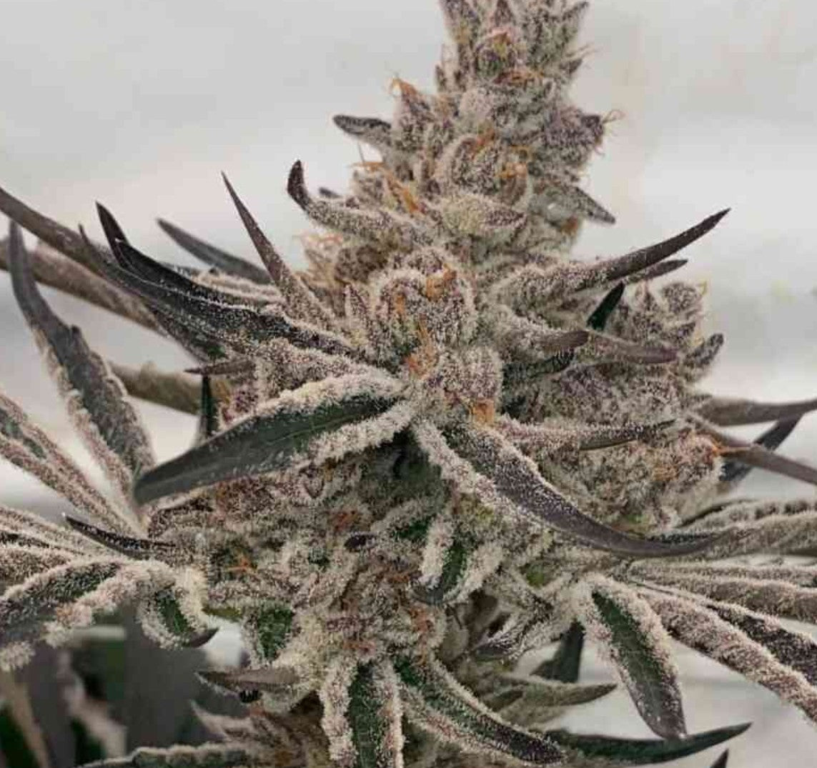 In House Genetics Deluxe Sugarcane Fem 3 St.