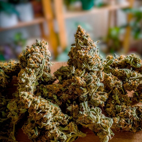 Royal Queen Seeds Medusa F1 Auto Fem. 3St.