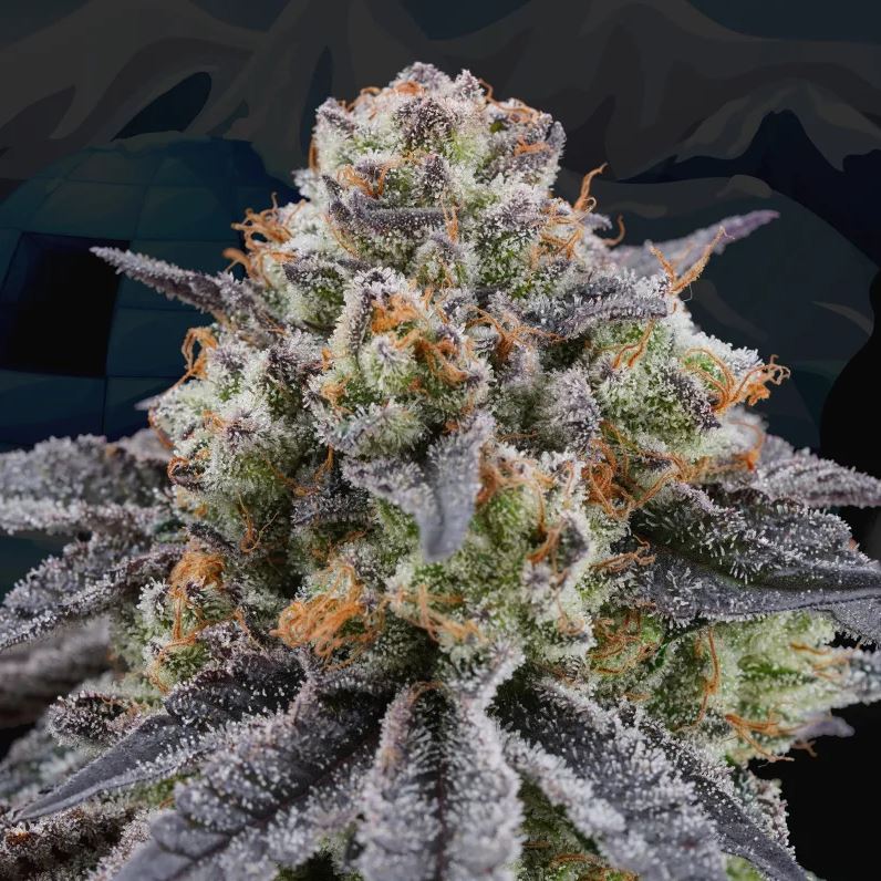 Perfect Tree Artic Cherries Fem 6St.