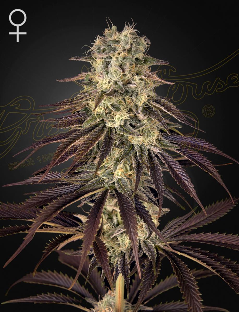 Green House Seed Co. Kongs Krush Fem 3St.
