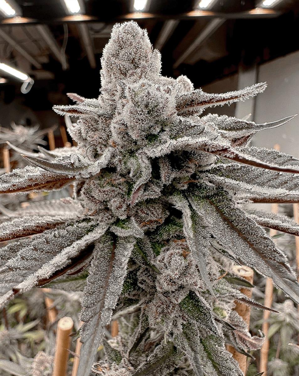 Solfire Gardens Yummy Yummy Fem 3St.