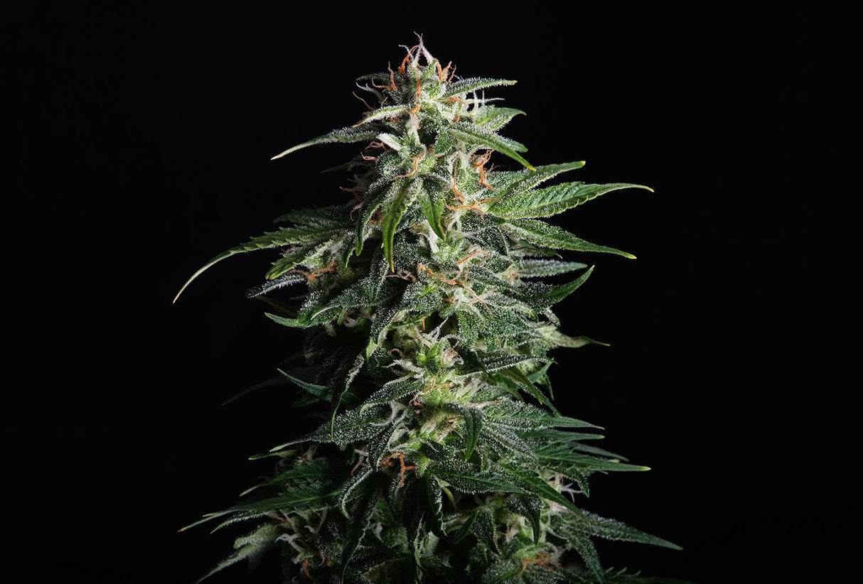 Kannabia Swiss Dream Rose Auto CBD Fem. 3St.