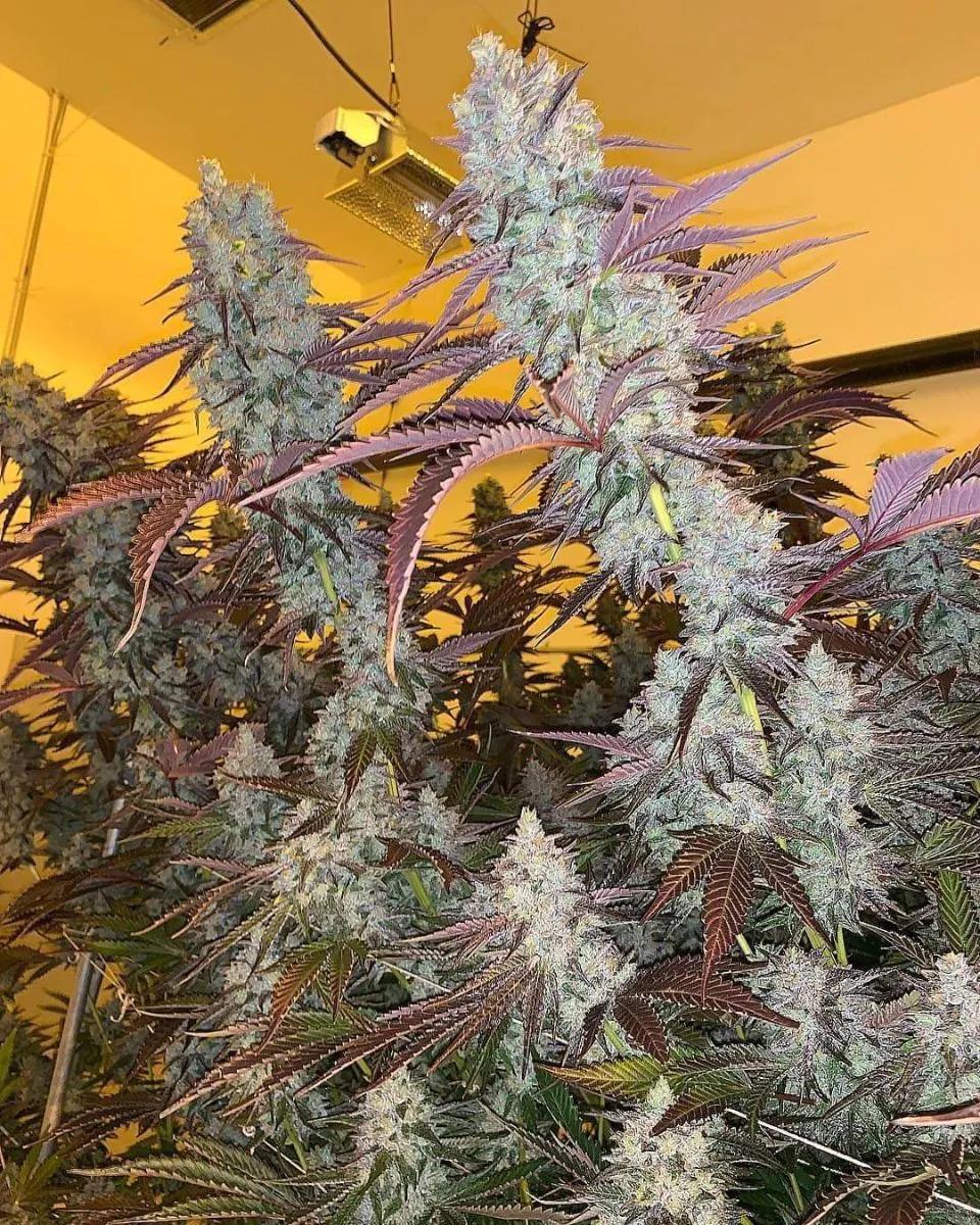 Growers Choice King Louis Garcia Fem 3St.