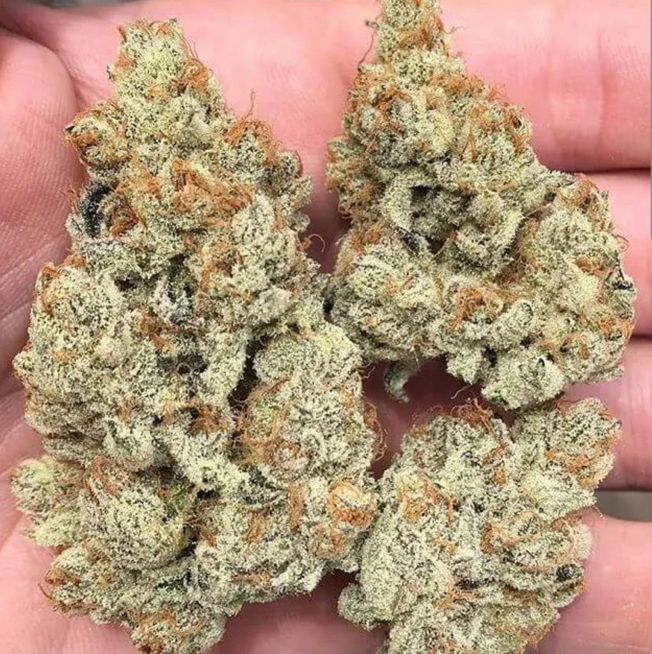 In House Genetics Frozen Grapes Fem 3St.