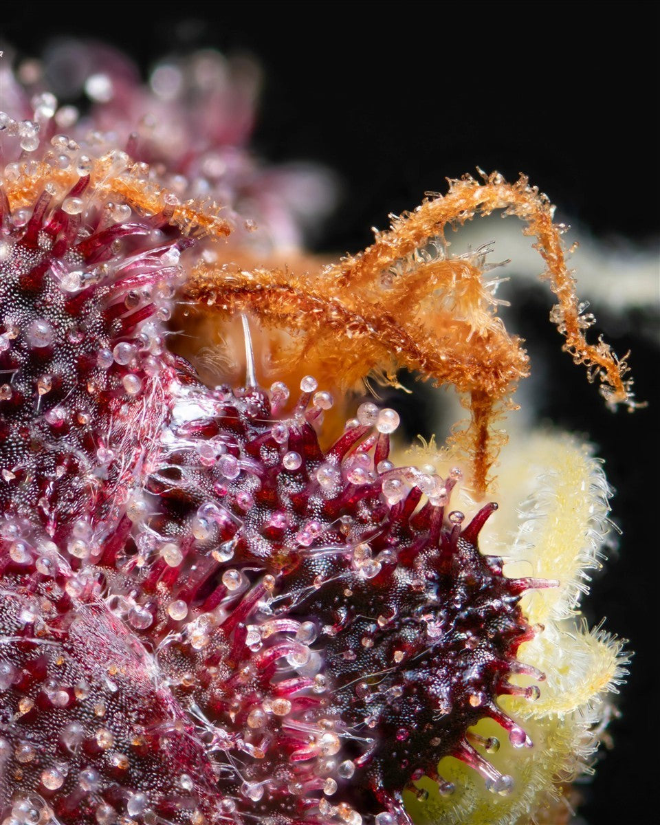 Kannabia Hightere Kirsche Fem. 5+2St.