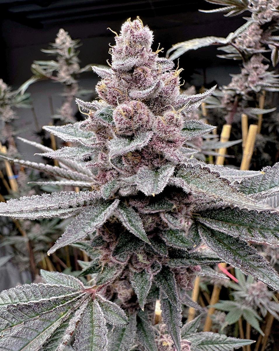 Solfire Gardens Miami Madness Fem 3St.