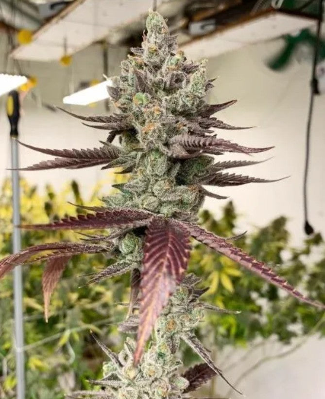 In House Genetics Bluenana Fem 3St.