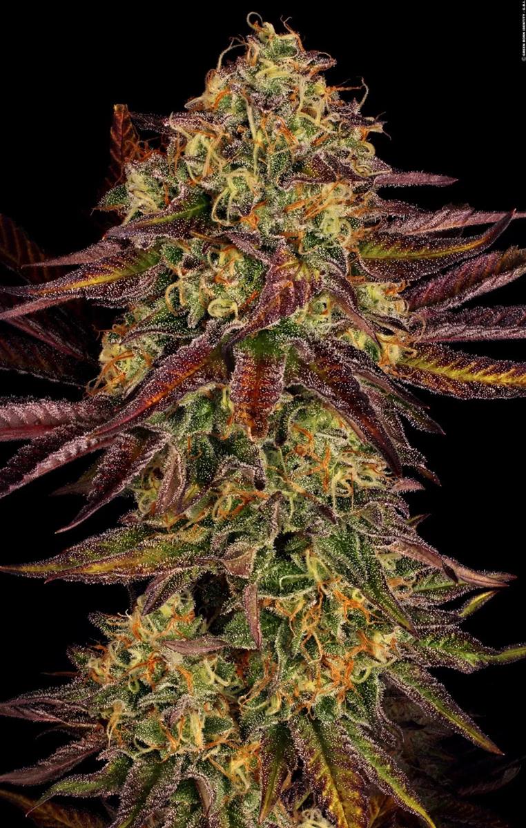 Paradise Seeds Tangerine Sorbet Fem 3St.