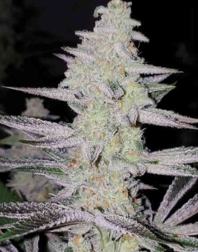 In House Genetics Frozen Grapes Fem 3St.