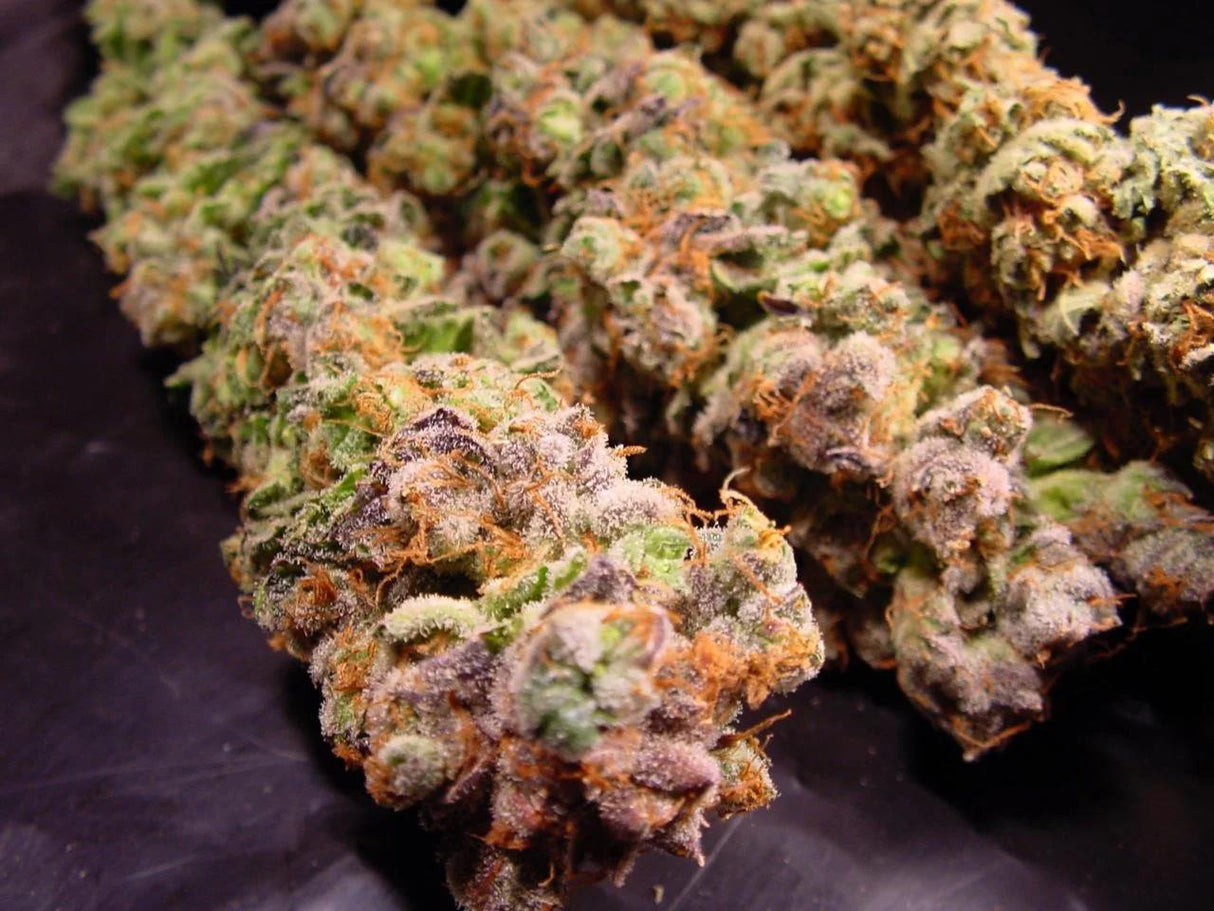 Paradise Seeds Durga Mata Fem 3St.