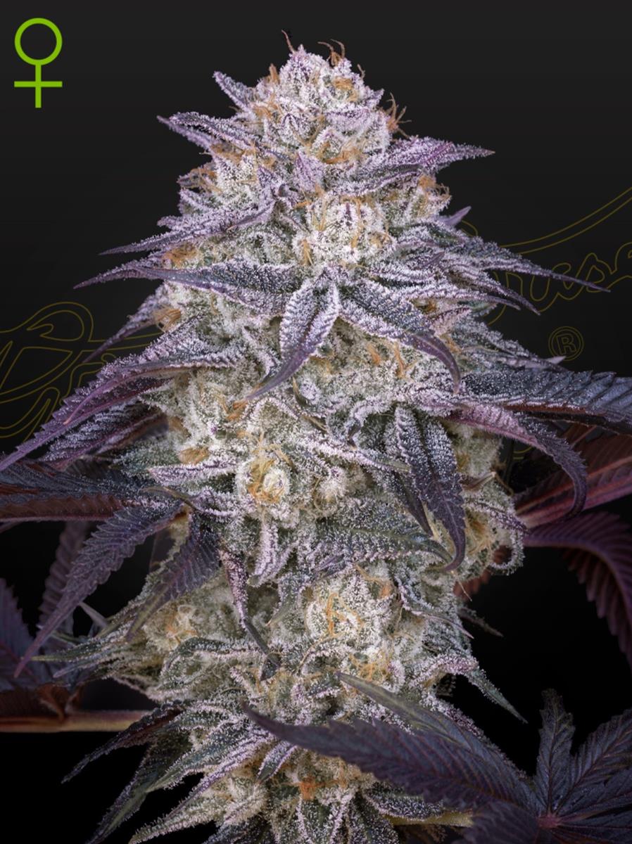 Green House Seed Co. Kings Juice Auto Fem 3St.