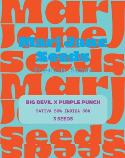 Marj Jane Big Devil X Purple Punch Auto Fem. 3St.